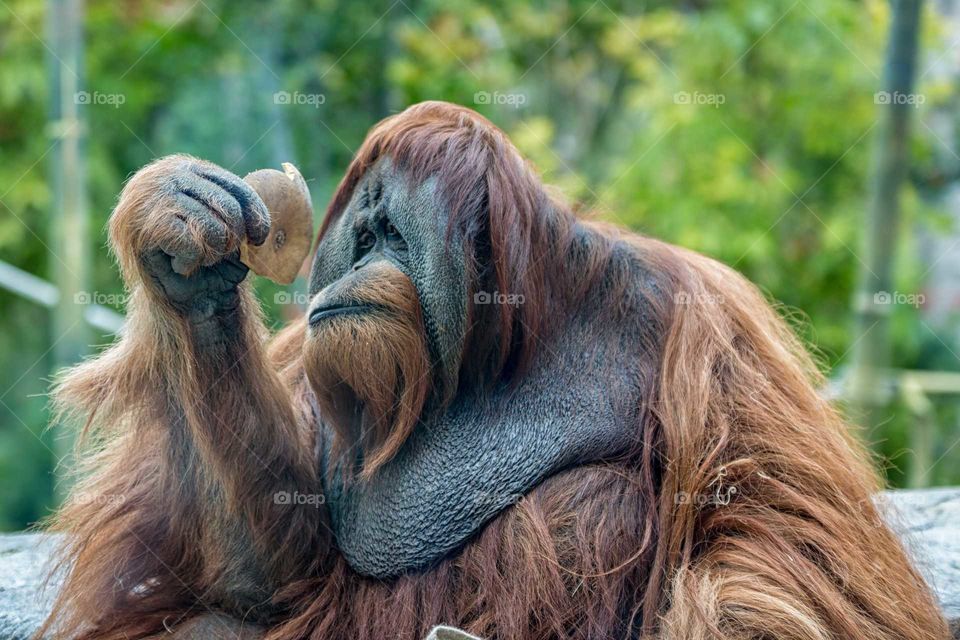 Orangutan Ape eating isolated with blurred background