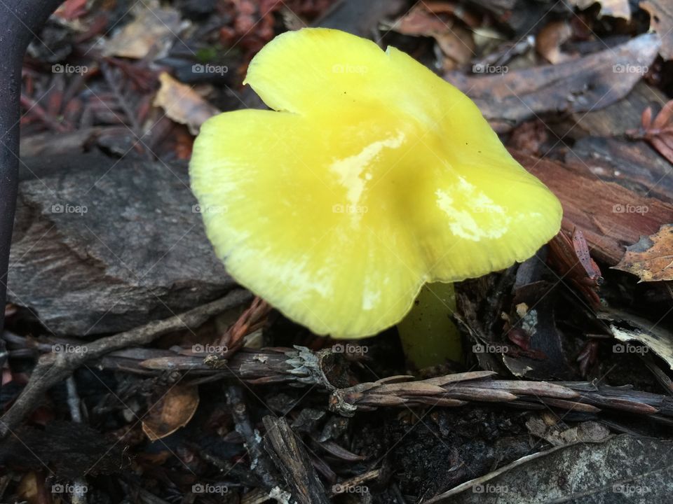 A yellow mushroom on a hiking trail in the redwood forest 