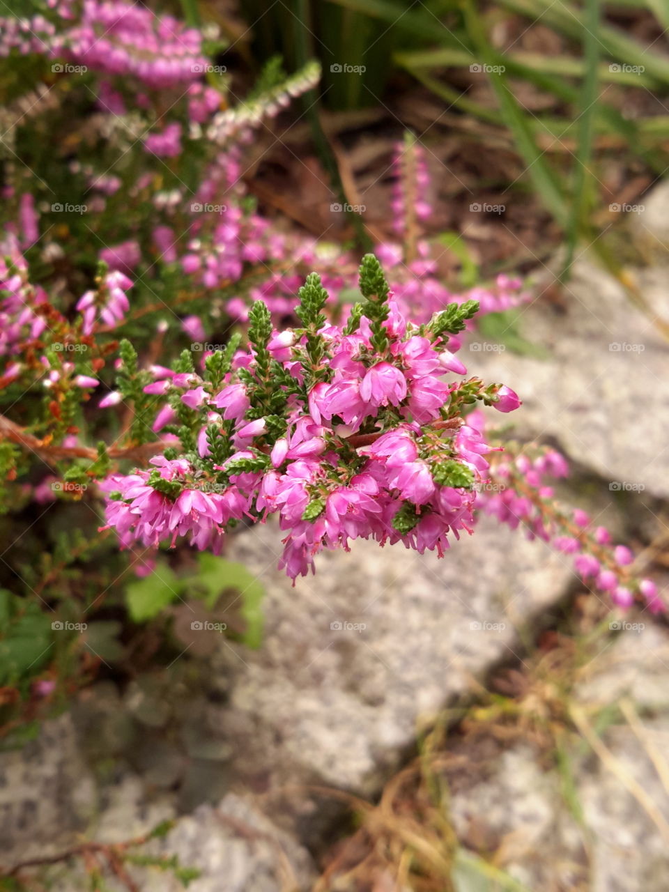 Very small pink flowers