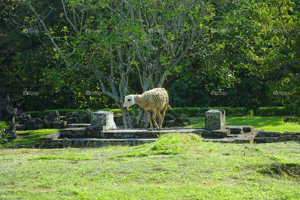 sheep on the stones
