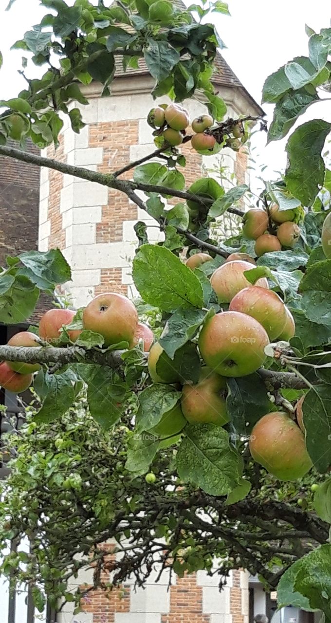 apple tree on Deauville