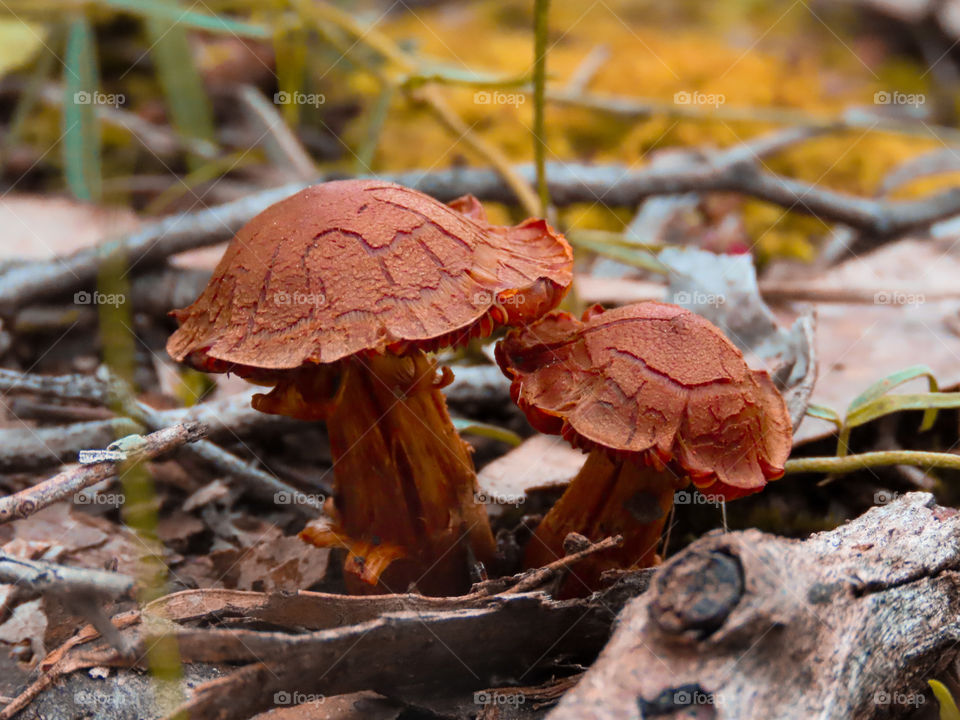 Mushrooms on the Forrest floor during autumn.