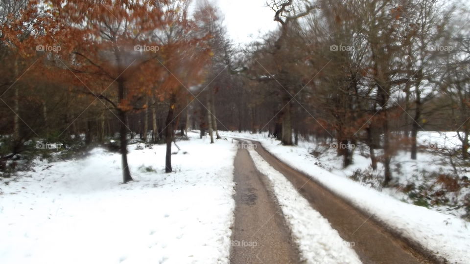 Snow, Winter, Cold, Frost, Tree