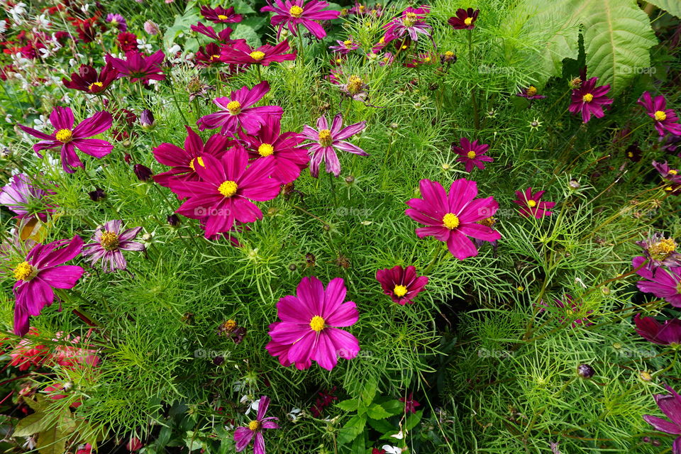 Summer Beauties