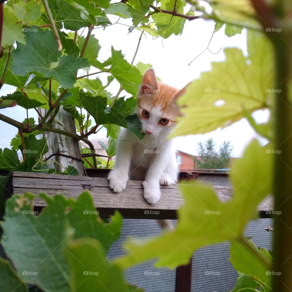 ginger kitten in the vineyard