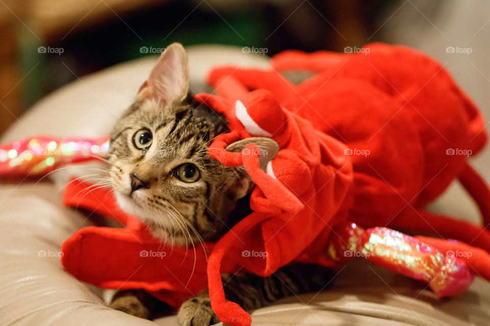 A kitten in a  shrimp costume