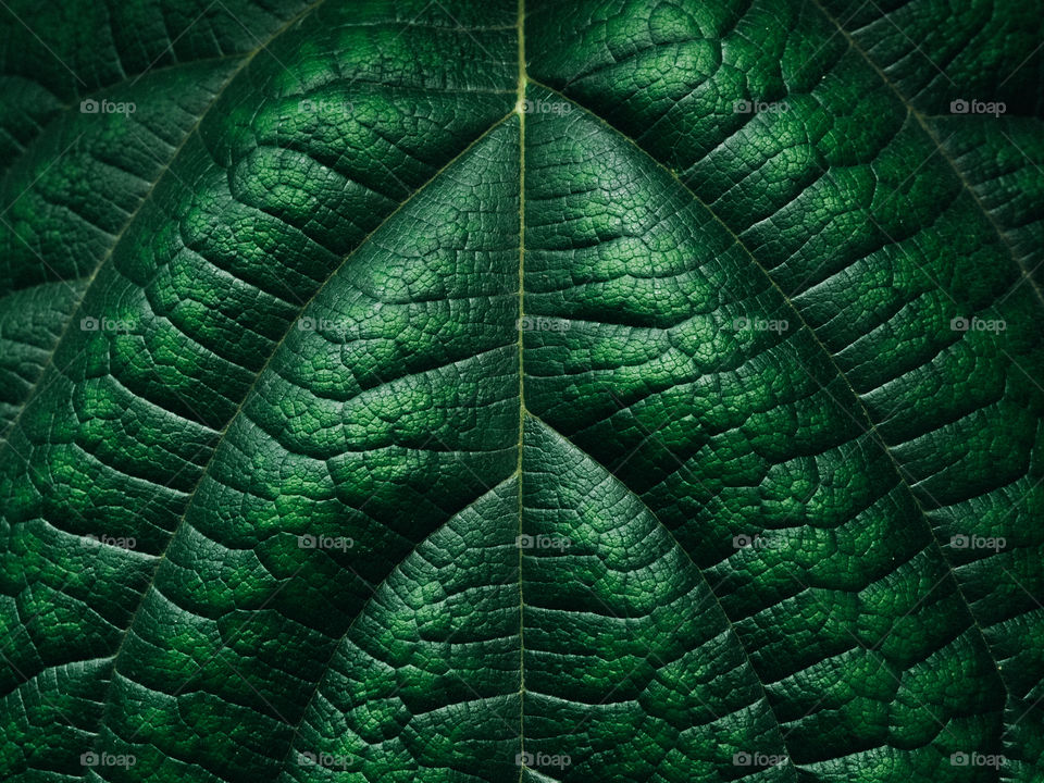 Green world. Green leaf. Macro view.