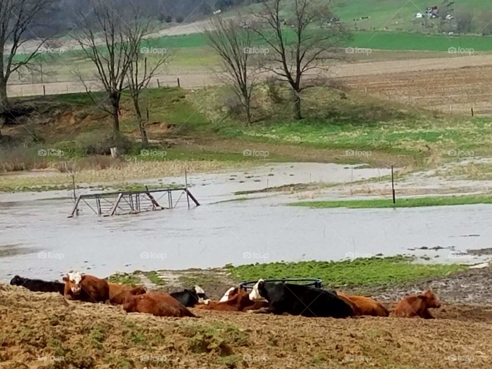 After the Storm,  flooding