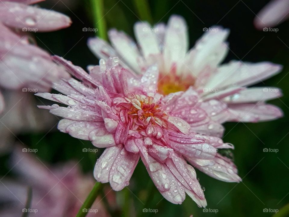 The fresh pink colour of spring in the morning