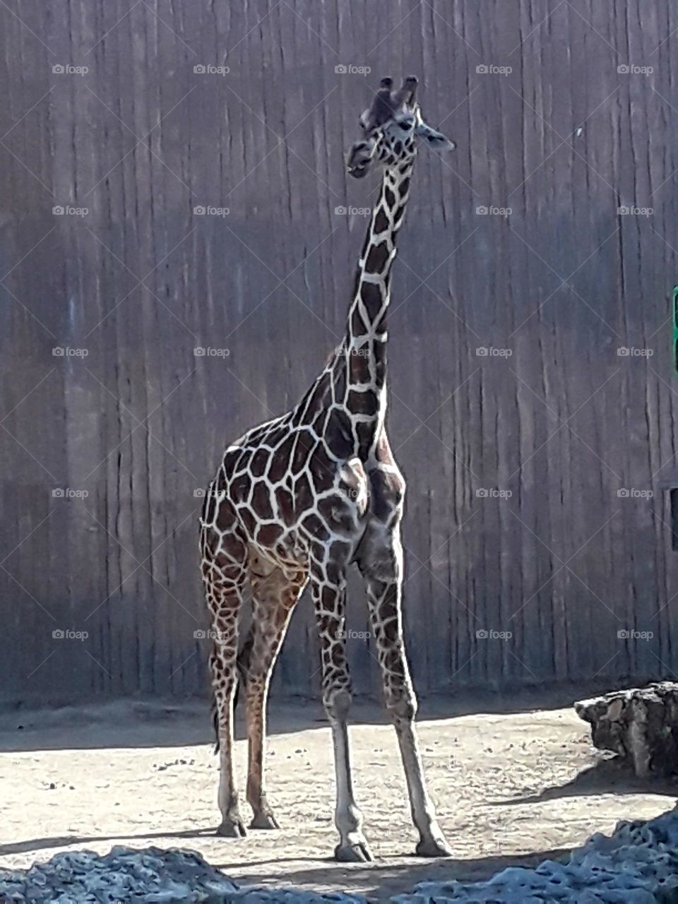 Giraffe Standing Zoo
