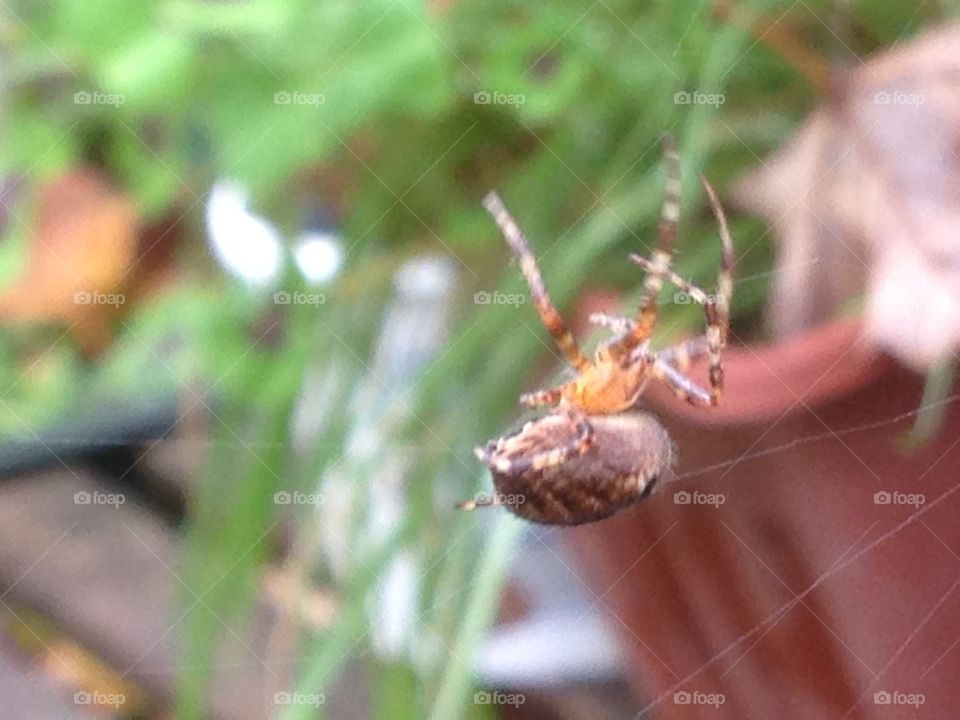 Busy spider. Spider out working in my garden busy rebuilding a broken web