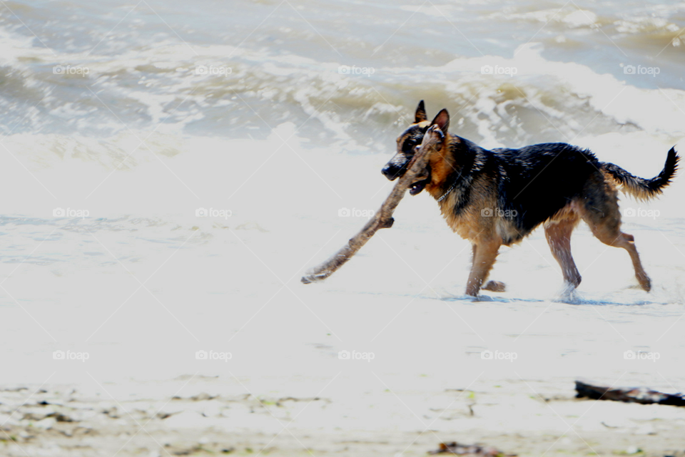 dog summer day