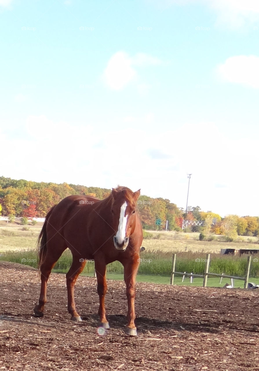 Chestnut Horse. Horse on a farm in Michigan
