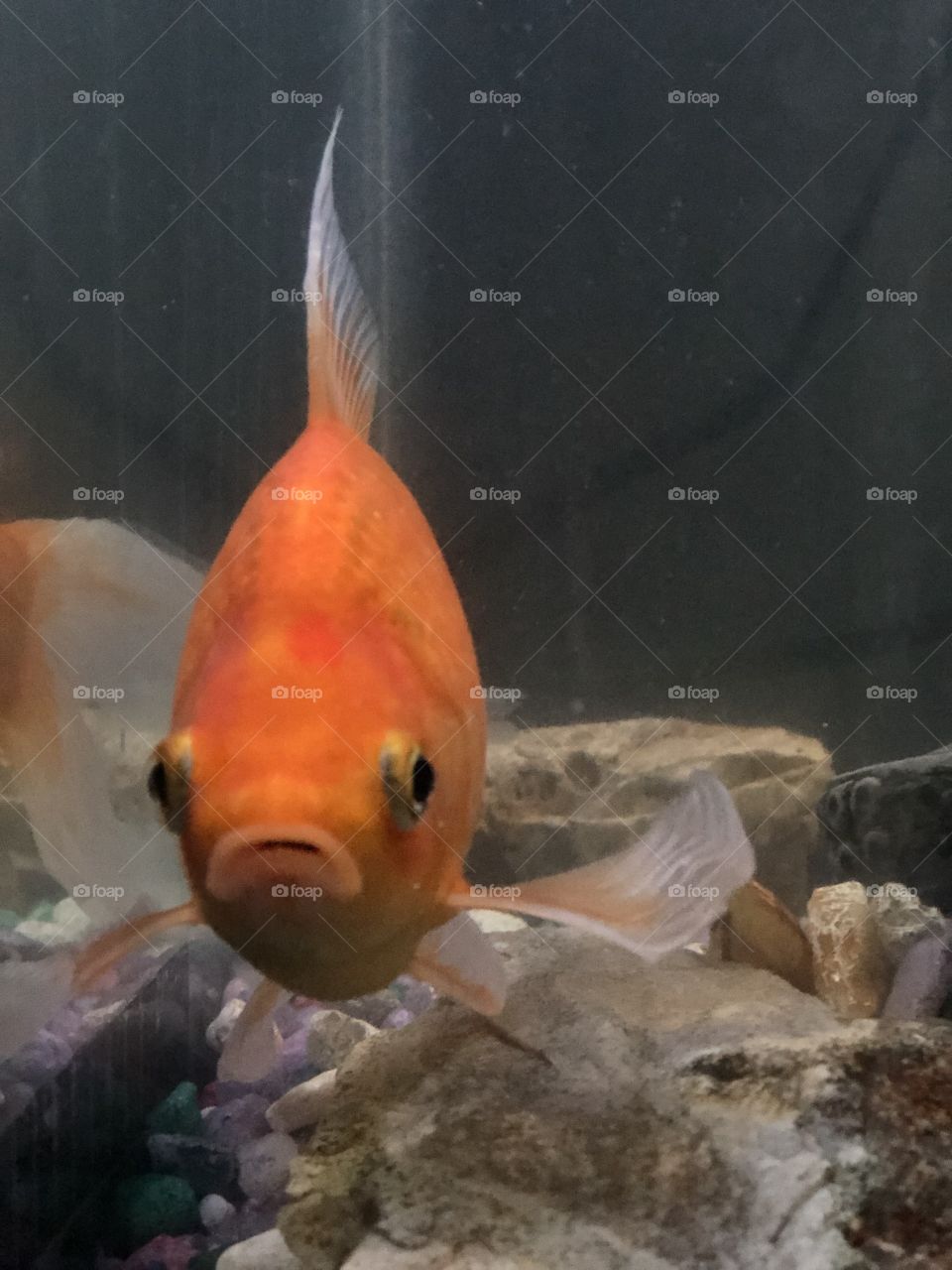 Little her-fancy goldfish