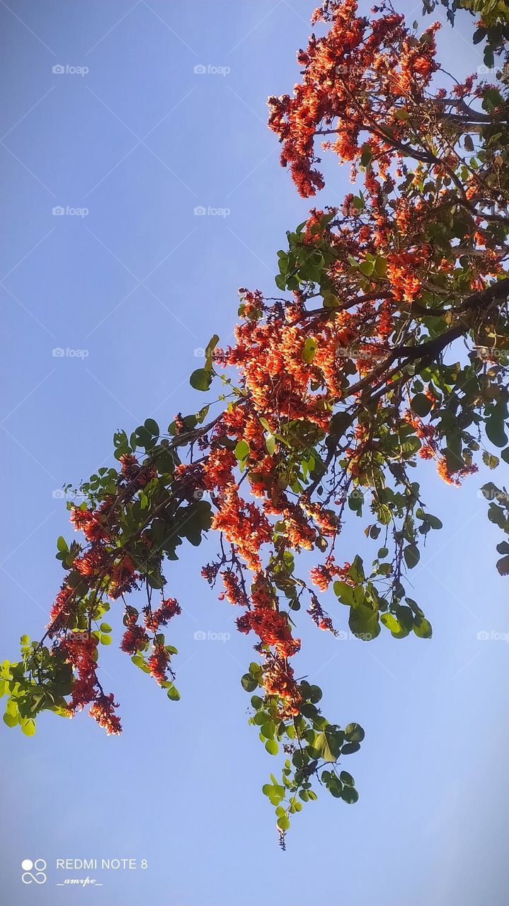 Flame of the forest flowers enjoying the summer sun.