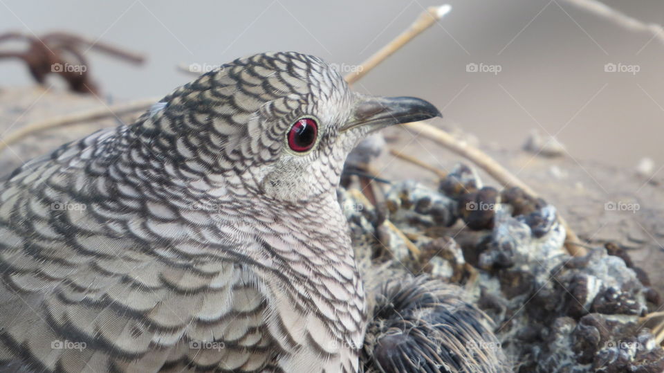 Wildlife, birth, hatching, hatching egg, bird, species, gray rolled, mother,