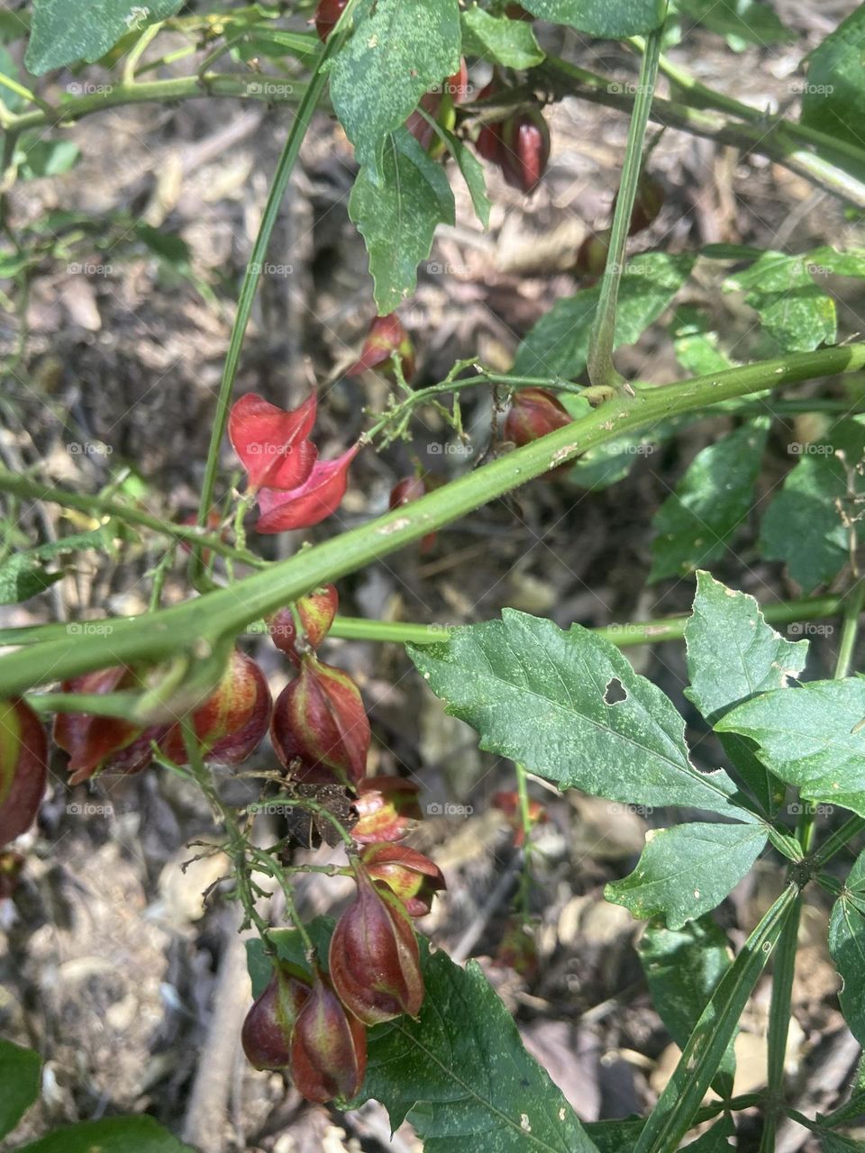 wild flowers