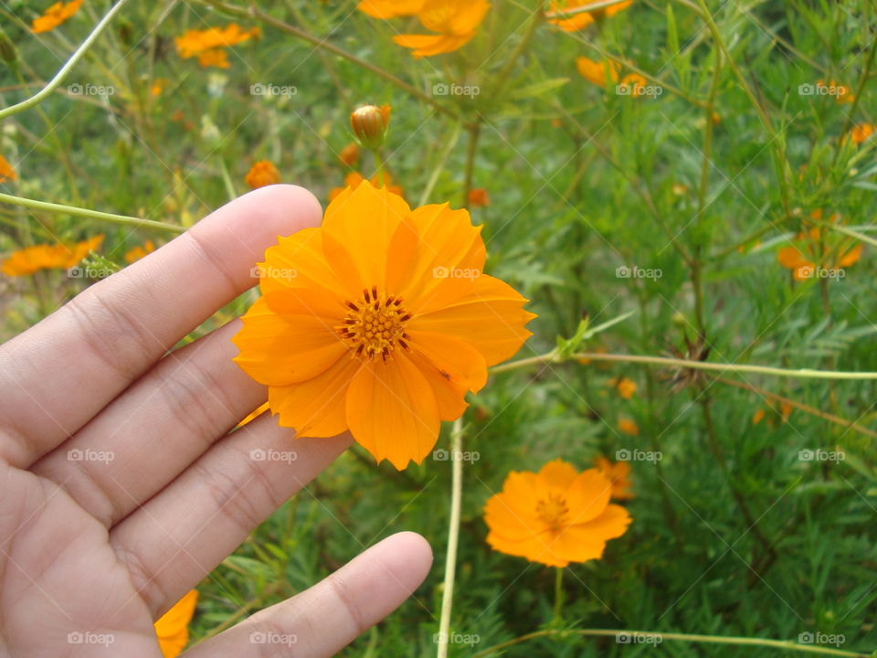mão sugurando uma flor amarela-alaranjada em uma planta