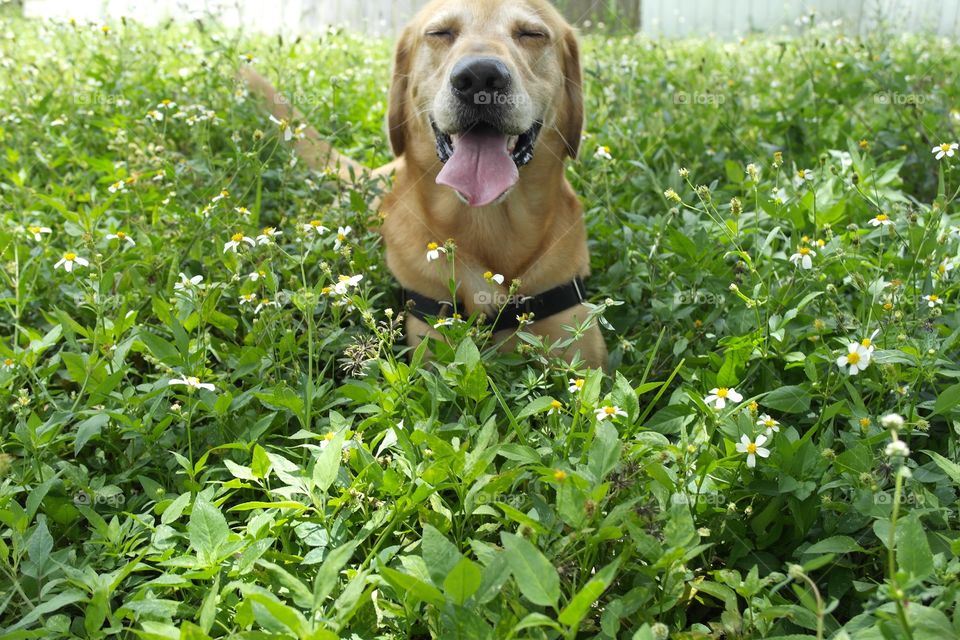 Noble dog smiling 