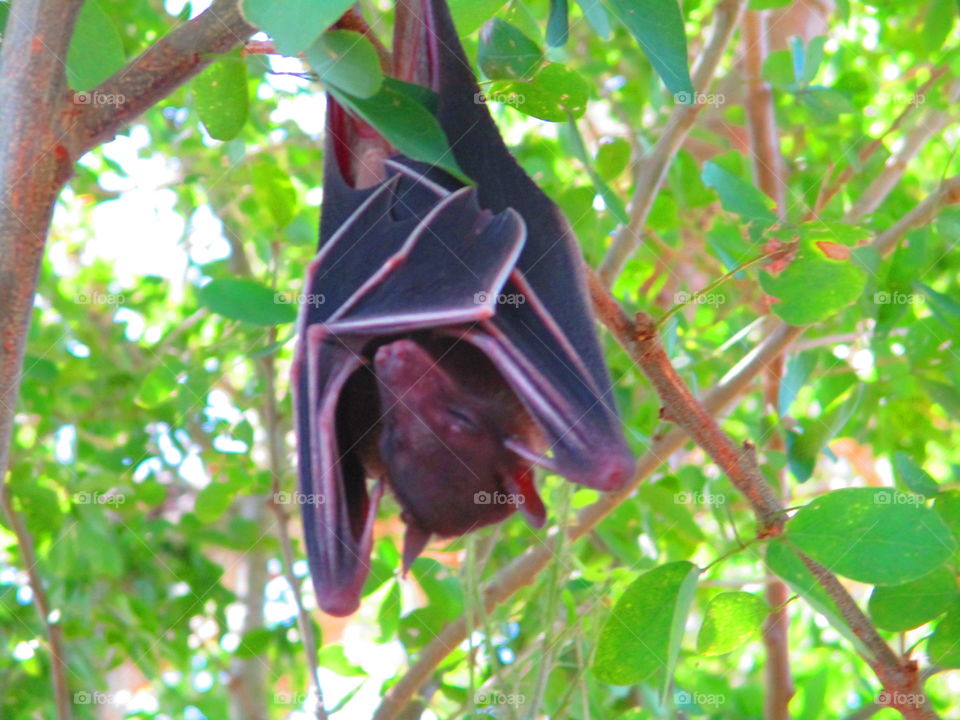 bat