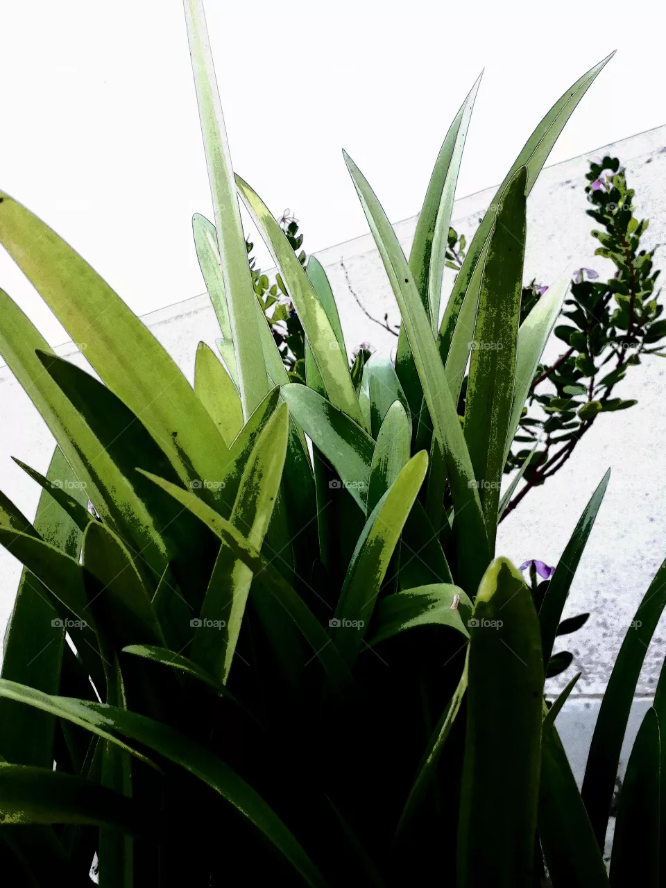 Leaf