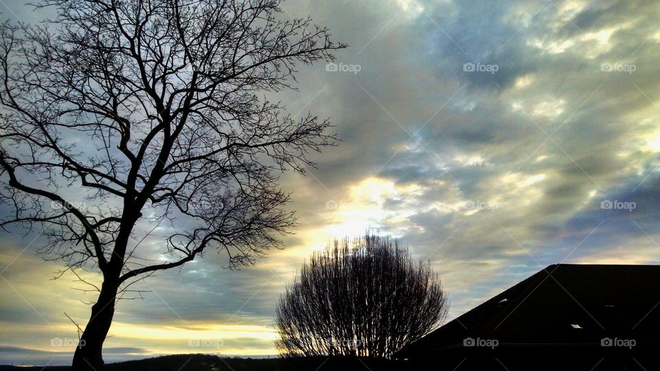 Trees!!!. I took this pic in Hopatcong New Jersey right down  the street from my house in December 2015