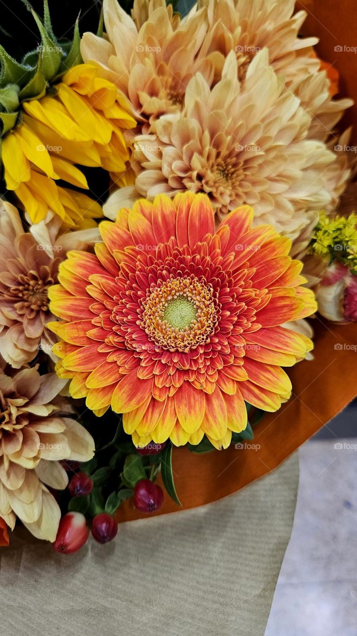Gerbera jamesonii is a tufted perennial herb.  A member of the Asteraceae family, Chrysanthemum Morifolium is a plant that can be grown indoor, in gardens or patios. Together, they create a wonderful bouquet that can be given as a gift.