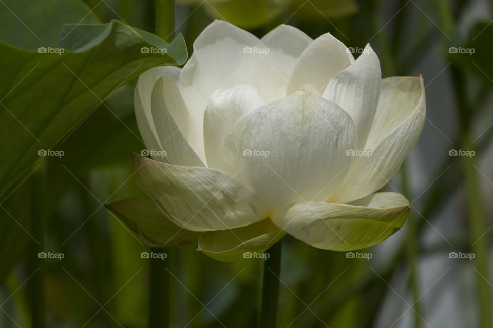 White flower