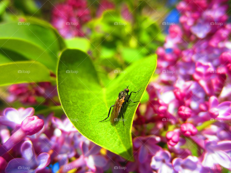 garden nature pink leaves by jaffarali