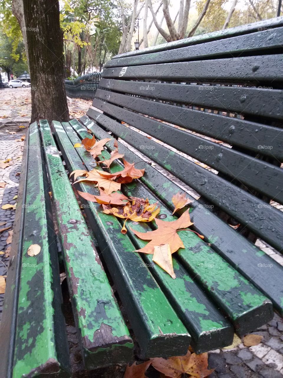 leafes on a bench