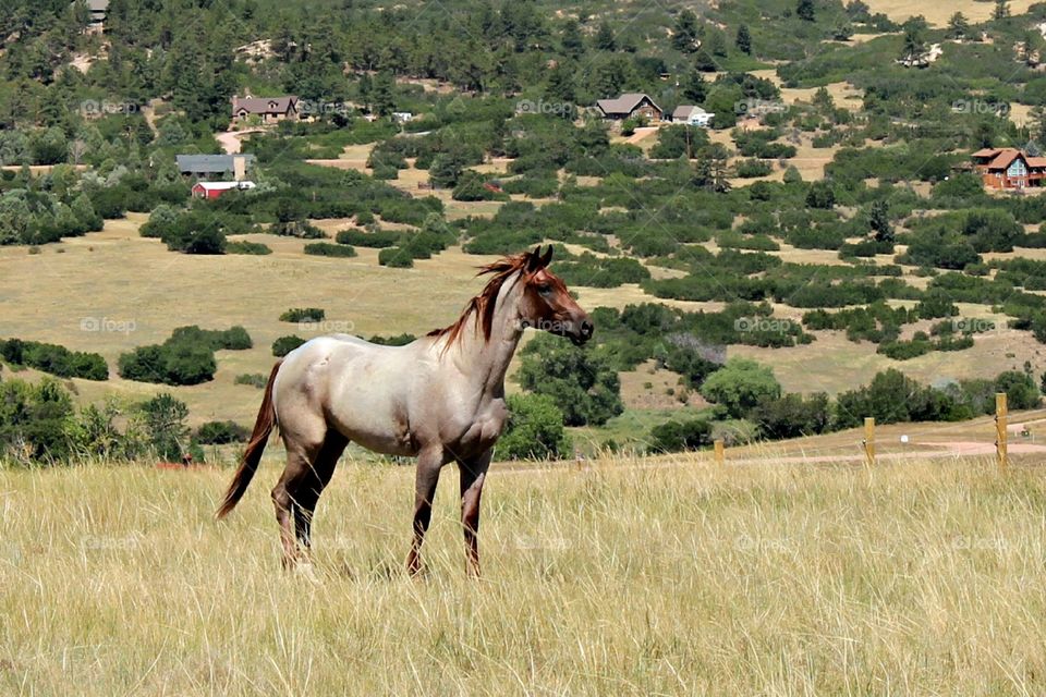 Beautiful red roan horse in the Colorado mountains. 