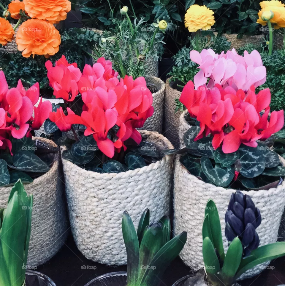 Flowers 