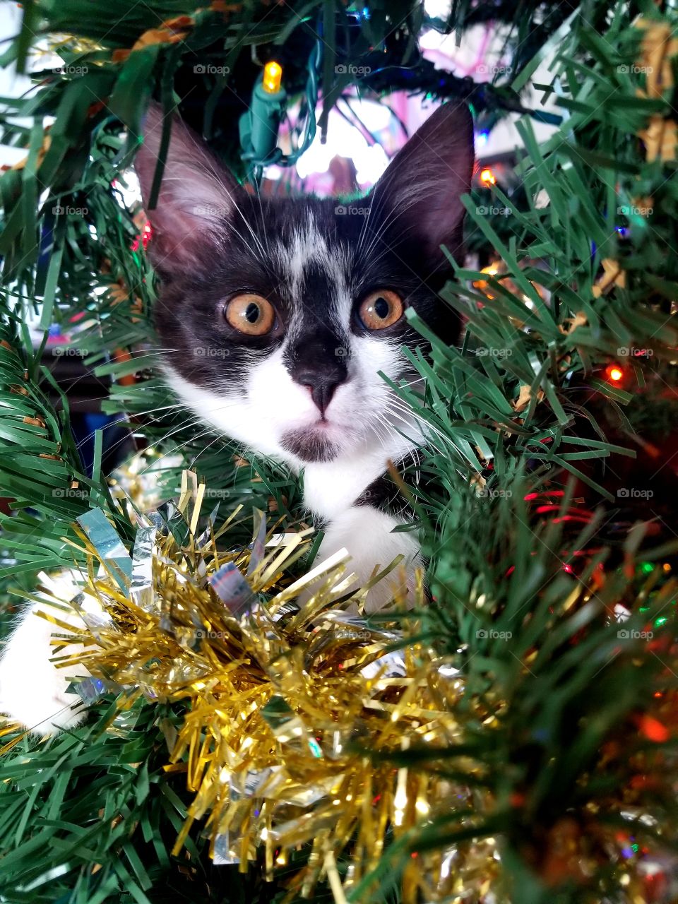 Ornament Kitten
