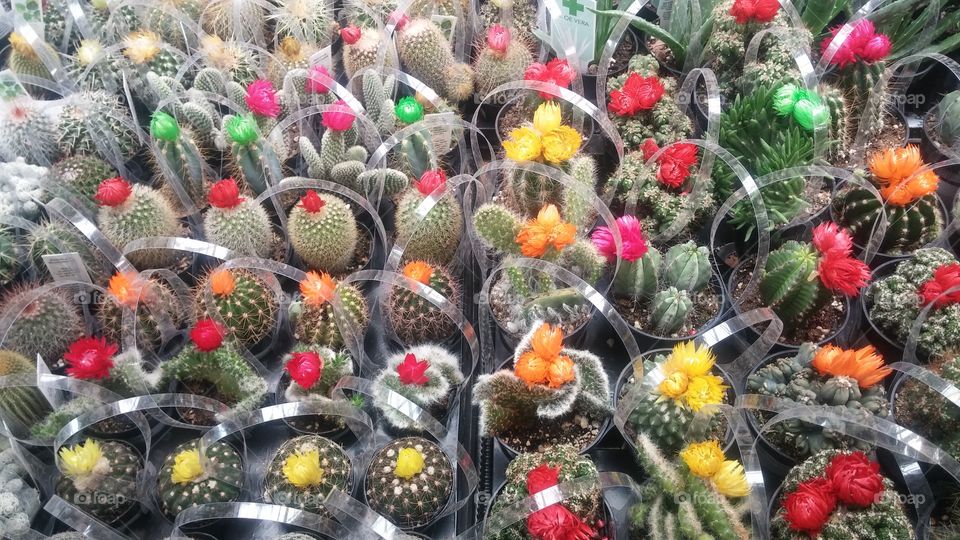 cactus. cactus flowers
