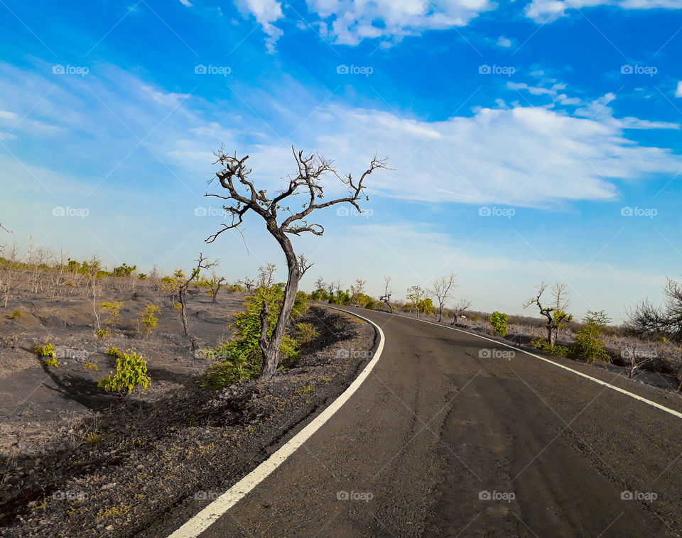 dry tree on road side