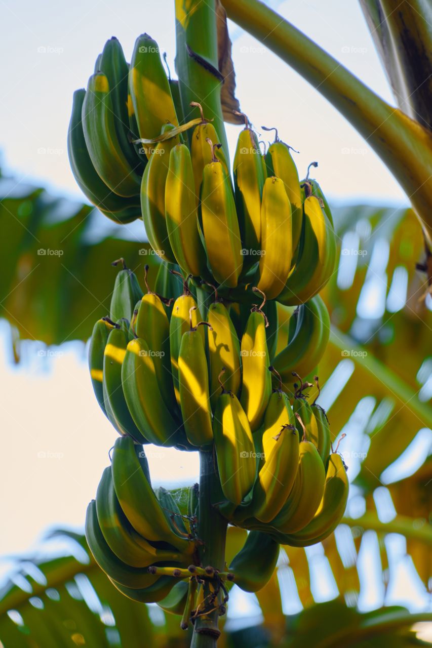 Bunch of green bananas on tree