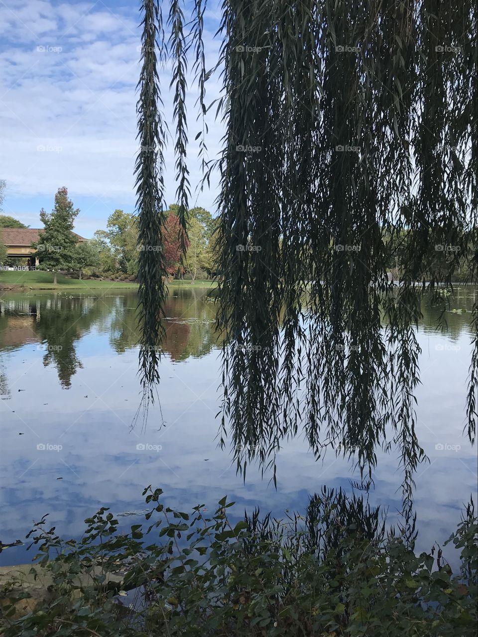 Weeping willows 