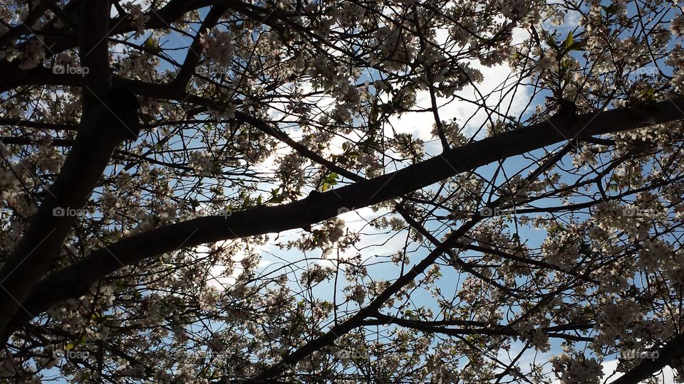 flowering cherry tree. cherry blossom