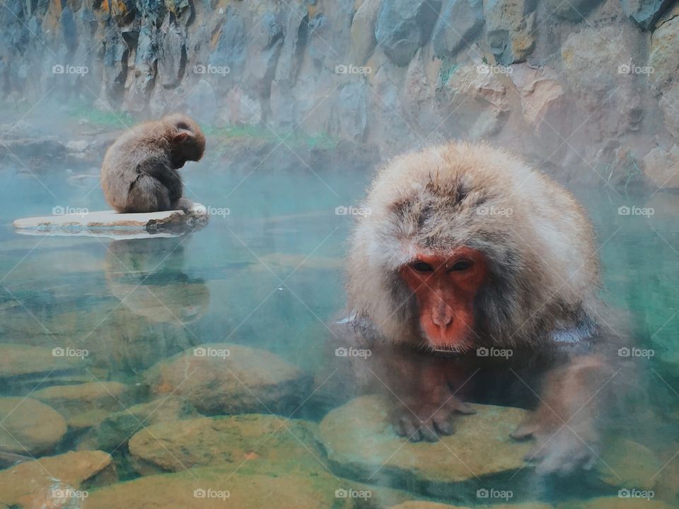 Close-up of japanese macaque