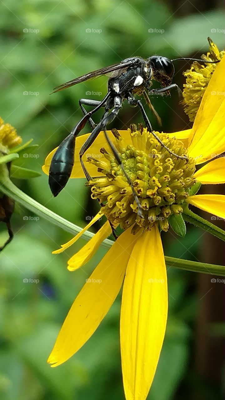 Insect, Nature, No Person, Bee, Outdoors