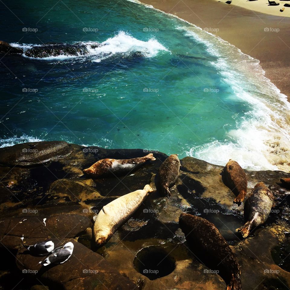 Seals at La Jolla Cove