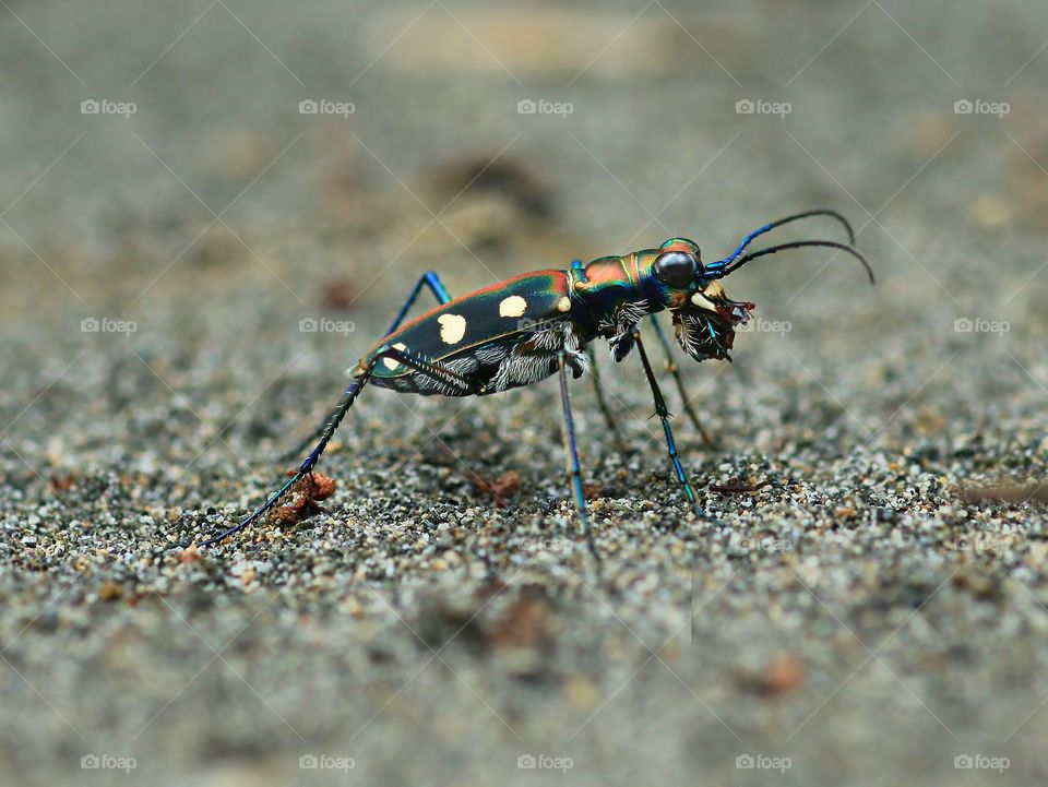 Tiger Beetle
Six Spotted Tiger Beetle capture when eating lunch