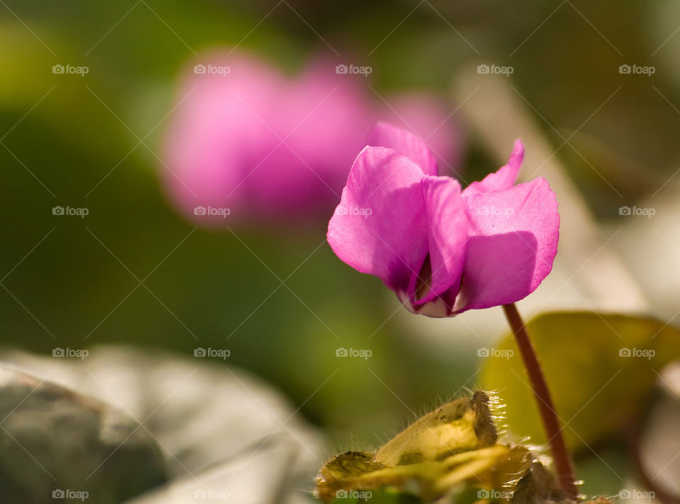 Close-up of cyclamen coum