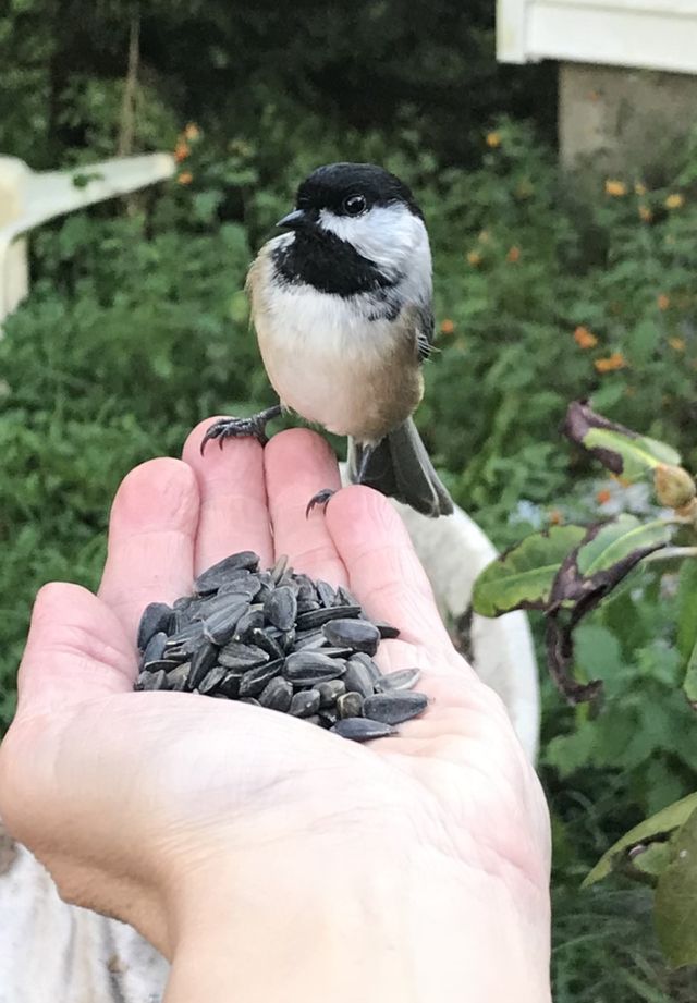 Chick a dee