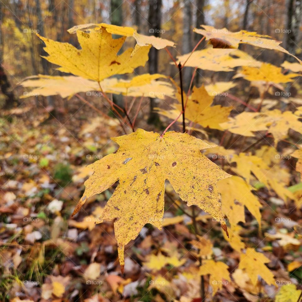 maple leaves in fall