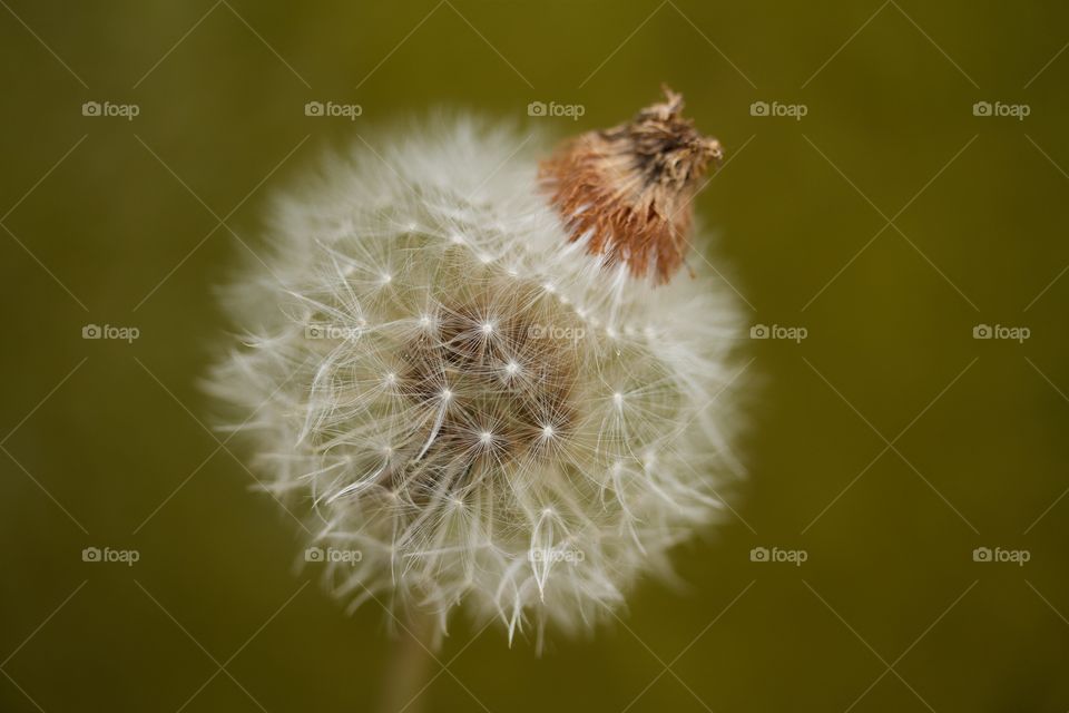 dried dandelion