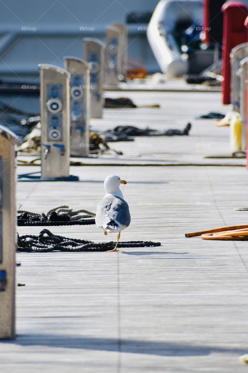 Seagull at the port