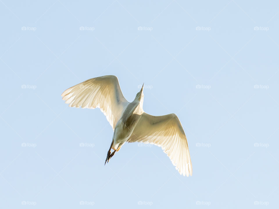 Indian Pond Heron