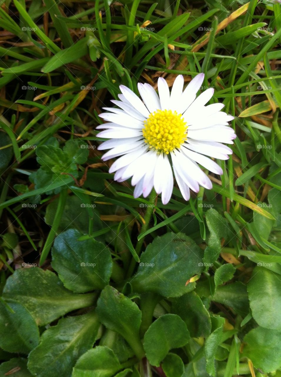 One daisy