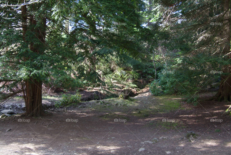 Woods at Aira Force, Lake District, UK